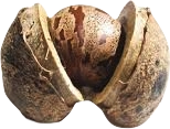 Latexpedic logo
